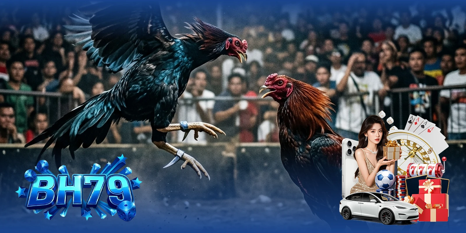 Gà Phi Gà Cam BH79 — Cặp chiến kê Phi và Cam đang so tài tại đấu trường Thomo